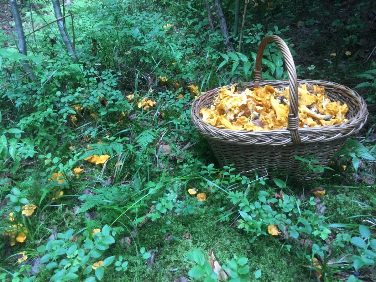 Pensiunea Agroturistica Casa Colinita Vatra Moldoviţei Eksteriør billede