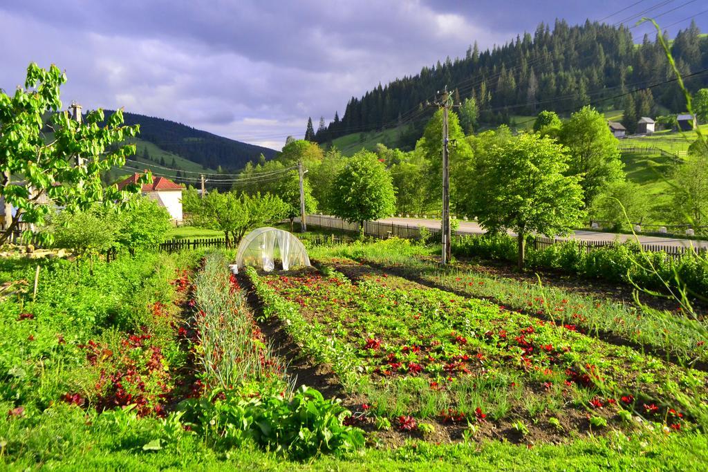 Pensiunea Agroturistica Casa Colinita Vatra Moldoviţei Eksteriør billede