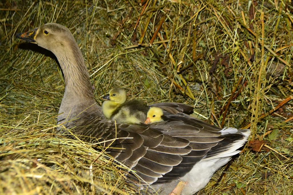Pensiunea Agroturistica Casa Colinita Vatra Moldoviţei Eksteriør billede